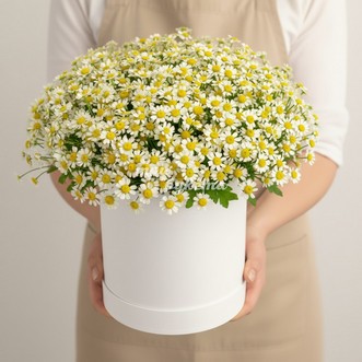 Ромашки в шляпной коробке