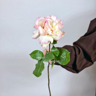 Французская роза сорта Карусель Французская роза сорта Карусель