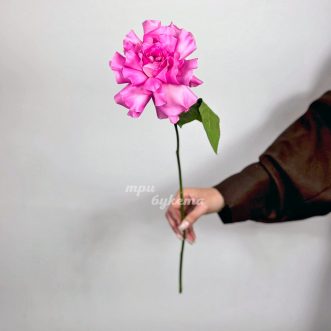 Французская роза сорта Мандала Французская роза сорта Мандала